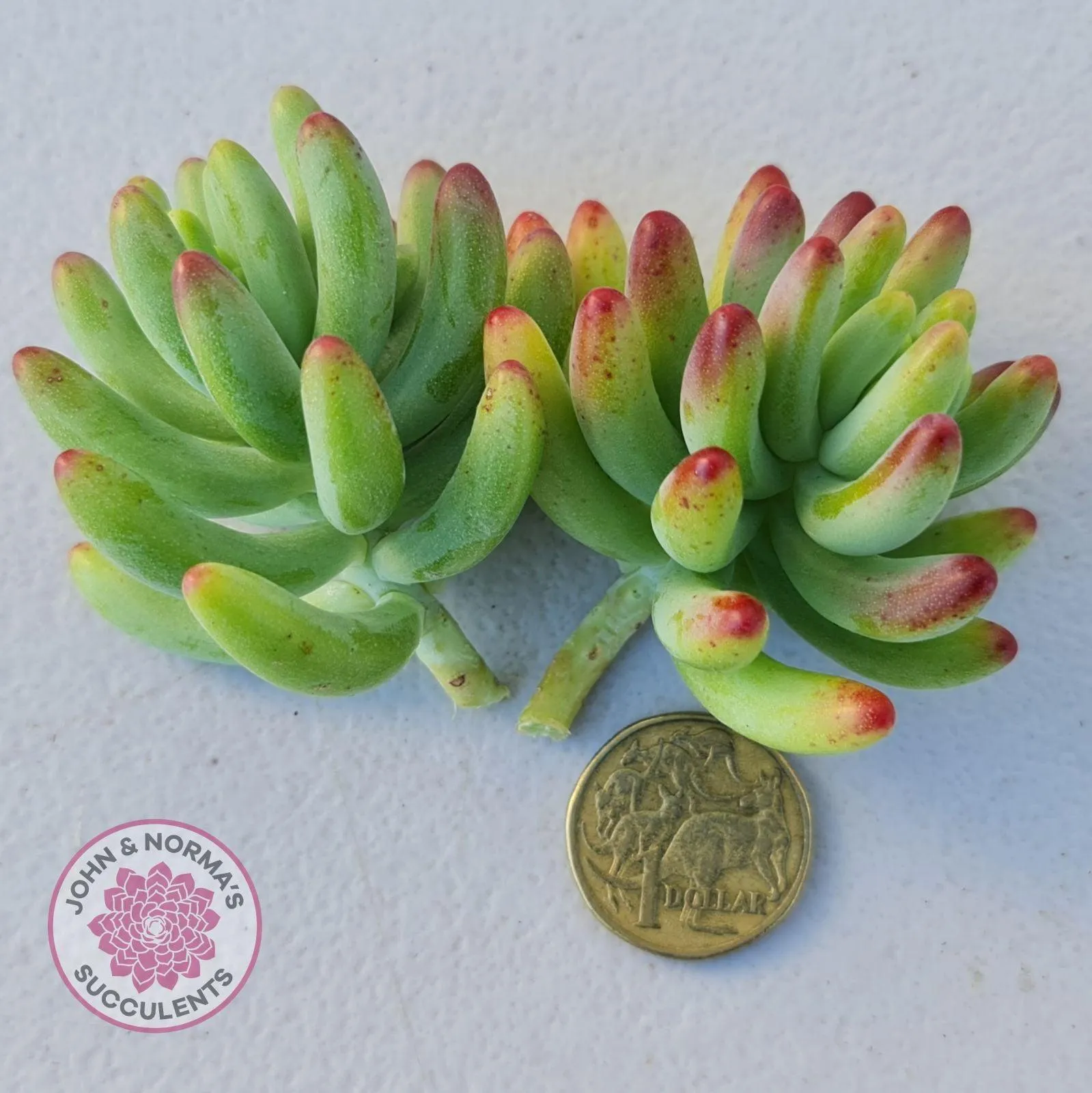 Sedum pachyphyllum 'Blue Jelly Beans' - Cuttings x 3