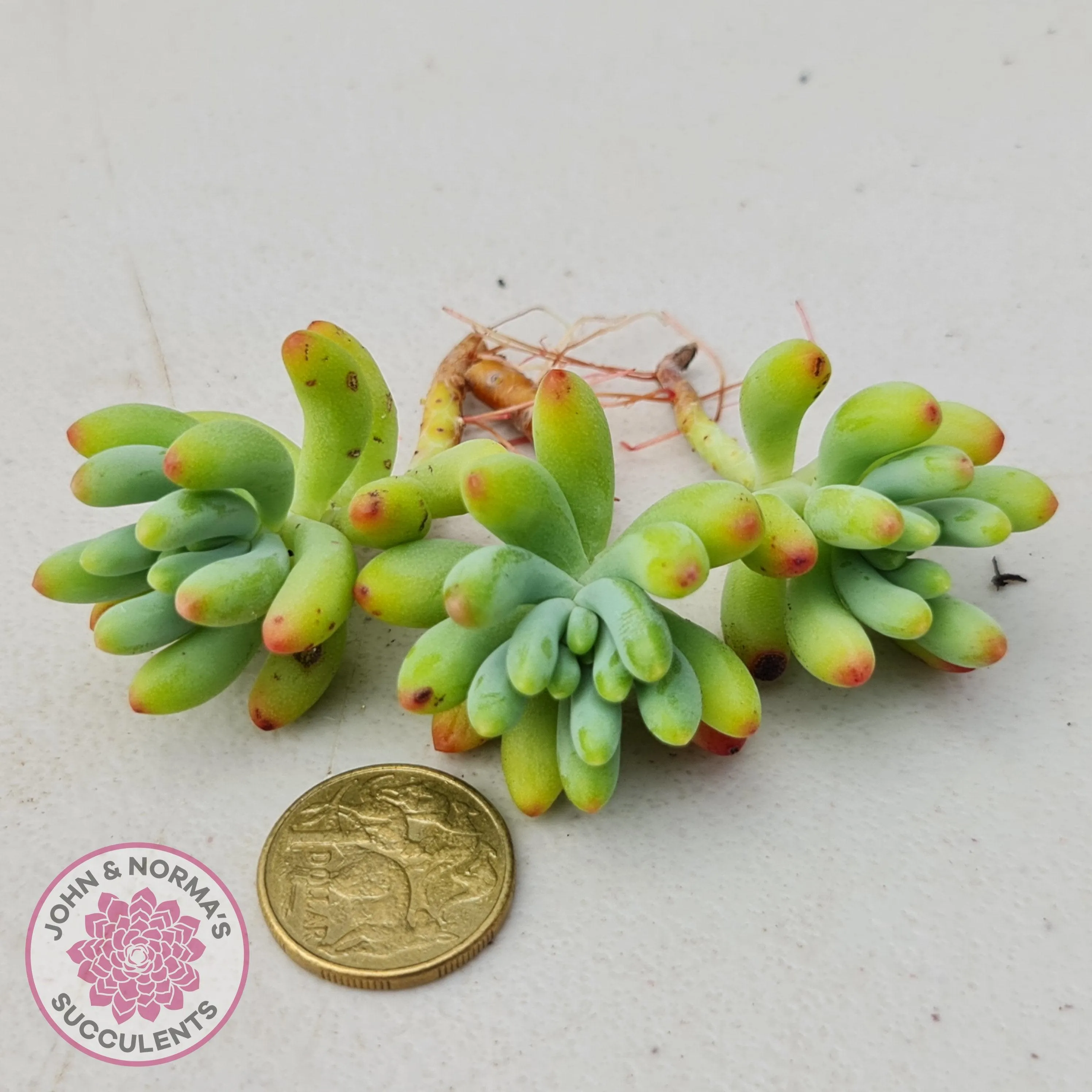 Sedum pachyphyllum 'Blue Jelly Beans' - Cuttings x 3