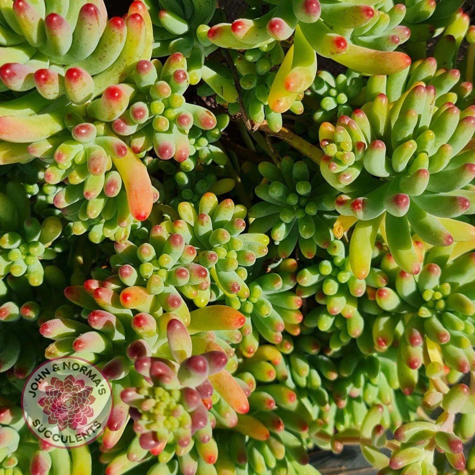 Sedum pachyphyllum 'Blue Jelly Beans' - Cuttings x 3