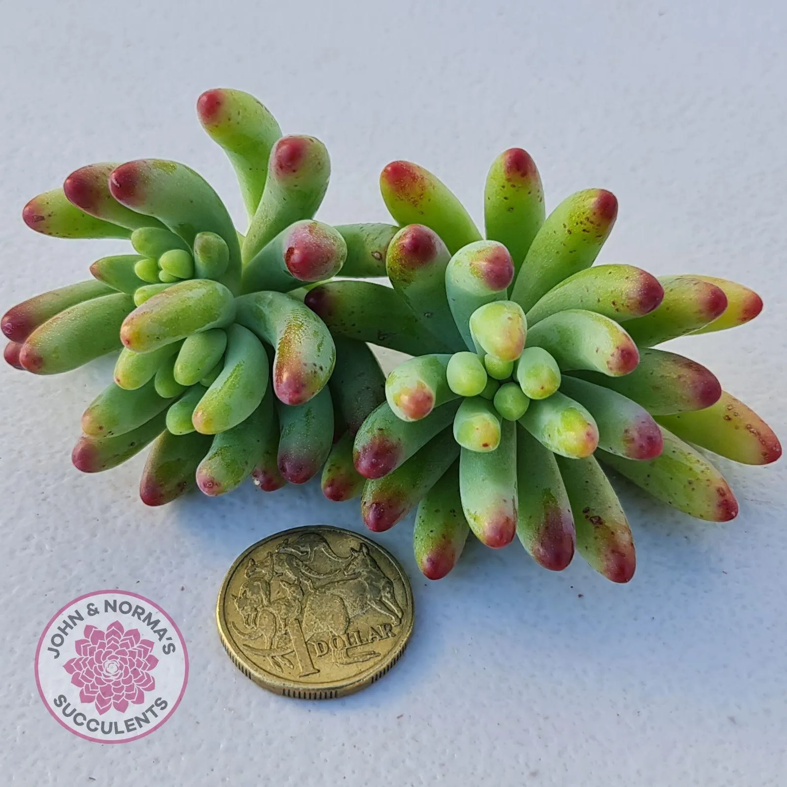 Sedum pachyphyllum 'Blue Jelly Beans' - Cuttings x 3
