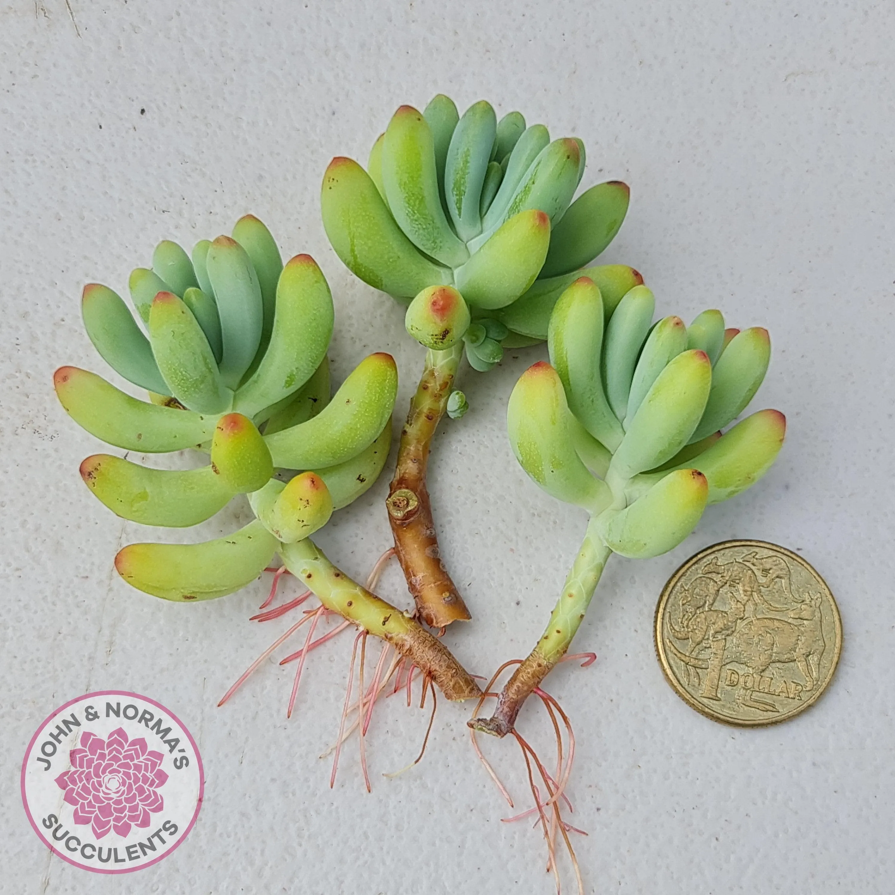 Sedum pachyphyllum 'Blue Jelly Beans' - Cuttings x 3