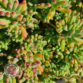 Sedum pachyphyllum 'Blue Jelly Beans' - Cuttings x 3